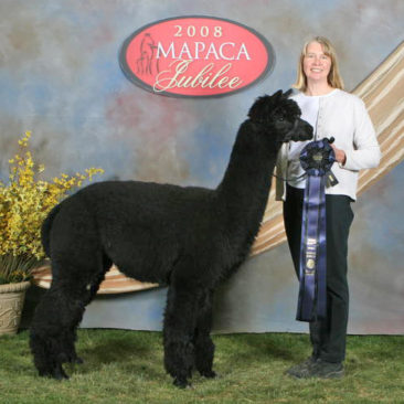 Alpaca herdsire for stud and sale at Snowshoe Farm