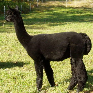 Alpaca herdsire for stud and sale at Snowshoe Farm