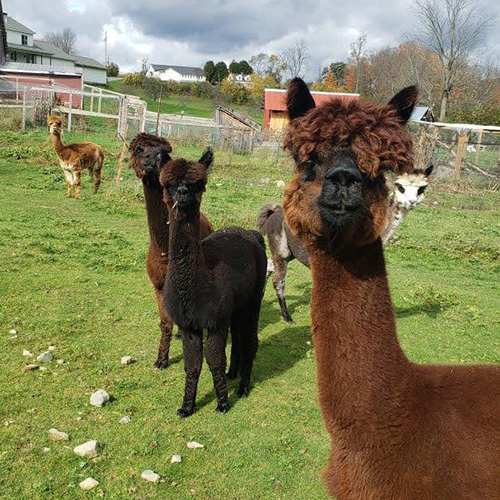 Snowshoe Farm Alpacas, Peacham Vermont - Quality Huacaya Alpacas