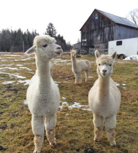 Female alpacas for sale - Snowshoe Farm, Peacham, Vermont