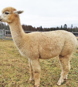 Snowshoe Buttercup, female alpaca - Snowshoe Farm Alpacas