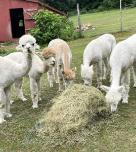Five female alpacas for sale in CT