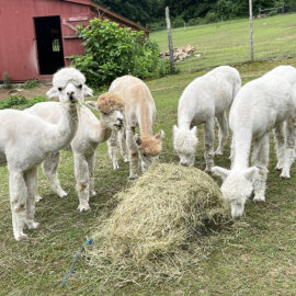 Five female alpacas for sale in CT