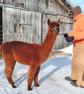 Snowshoe Louisa, female alpaca - Snowshoe Farm Alpacas