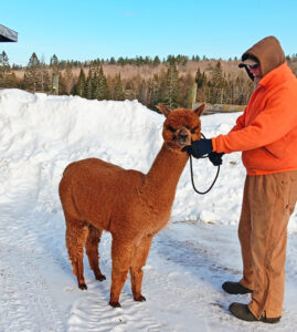 Snowshoe Stella, female alpaca - Snowshoe Farm Alpacas